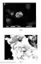 Fig. 03 - FABRIC WITH SURFACE COOLING FUNCTION AND PREPARATION METHOD THEREFOR