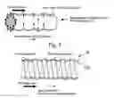 Fig. 01 - Fluid transfer apparatus