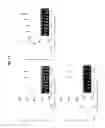 Fig. 10 - METHOD FOR DETECTING CADMIUM AND KIT FOR DETECTING CADMIUM USING FLUORESCENCE INTENSITY ACCORDING TO FORMATION OF CADMIUM NANOCLUSTER
