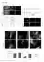 Fig. 02 - METHOD FOR SCREENING THERAPEUTIC AND/OR PROPHYLACTIC AGENTS FOR ALZHEIMER'S DISEASE