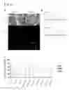 Fig. 03 - METHOD FOR SCREENING THERAPEUTIC AND/OR PROPHYLACTIC AGENTS FOR ALZHEIMER'S DISEASE