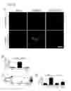 Fig. 05 - METHOD FOR SCREENING THERAPEUTIC AND/OR PROPHYLACTIC AGENTS FOR ALZHEIMER'S DISEASE