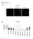Fig. 12 - METHOD FOR SCREENING THERAPEUTIC AND/OR PROPHYLACTIC AGENTS FOR ALZHEIMER'S DISEASE