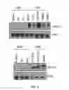 Fig. 03 - Biomarkers and Therapeutic Targets for Sarcoma