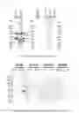 Fig. 02 - Method for assaying soluble GPC3 protein