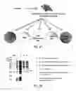 Fig. 28 - GALECTIN-9-SECRETING CELL, AND PRODUCTION METHOD AND USE OF THE SAME