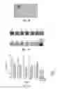 Fig. 14 - Antibody based reagents that specifically recognize neurodegenerative disease related forms of the protein TDP-43
