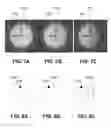 Fig. 07 - Position estimation of light source of a luminaire from light footprint
