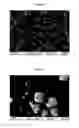 Fig. 02 - Composite silicon or composite tin particles