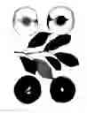 Fig. 01 - Interspecific tree named ‘Autumn Magic’