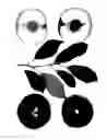 Fig. 02 - Interspecific tree named ‘Autumn Magic’