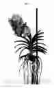 Fig. 02 - Vanda Plant Named SPCDW1510