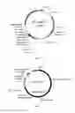 Fig. 03 - Recombinant microorganism expressing avermectin analogue and use thereof