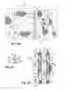 Fig. 17 - Article of clothing having magnetic fastening assemblies