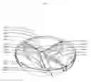 Fig. 07 - Disposable Divided Bowls