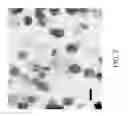 Fig. 04 - Drug carrier and manufacturing method thereof