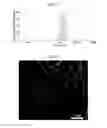 Fig. 05 - WATER-DISPERSIBLE AMORPHOUS PARTICLES AND METHOD FOR PREPARING SAME