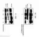 Fig. 02 - PHARMACEUTICAL COMPOSITION COMPRISING EFFECTIVE DOSE OF POMIFERIN FOR TREATING CANCERS