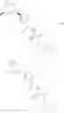 Fig. 45 - Carboxamide derivatives