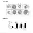 Fig. 28 - NUCLEAR RECEPTOR BINDING AGENTS
