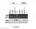 Fig. 32 - NUCLEAR RECEPTOR BINDING AGENTS