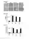 Fig. 33 - NUCLEAR RECEPTOR BINDING AGENTS