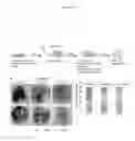 Fig. 08 - Small molecule HSP70 inhibitors
