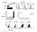 Fig. 28 - Compositions comprising decitabine and tetrahydrouridine and uses thereof
