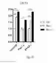 Fig. 08 - INDUCING BROWN FAT FATE AND FUNCTION