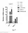 Fig. 09 - INDUCING BROWN FAT FATE AND FUNCTION