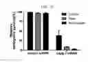 Fig. 04 - Peptides derived from NCAPG2 and their use
