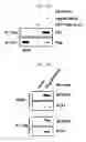 Fig. 20 - Peptides derived from NCAPG2 and their use