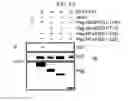 Fig. 22 - Peptides derived from NCAPG2 and their use