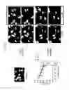 Fig. 37 - Peptides derived from NCAPG2 and their use