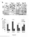 Fig. 05 - Methods of promotion of healing of diabetic wounds