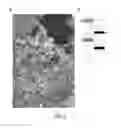 Fig. 05 - Method for treating ocular inflammation