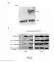 Fig. 06 - Method for treating ocular inflammation