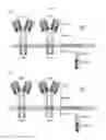 Fig. 06 - Chimeric antigen receptor (CAR) signalling system