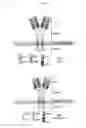 Fig. 08 - Chimeric antigen receptor (CAR) signalling system