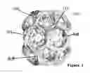 Fig. 04 - CELL ENERGY THERAPEUTICS