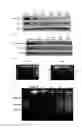 Fig. 06 - Hybrid anticancer prodrug simultaneously producing cinnamaldehyde and quinone methide and method for preparing same