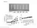 Fig. 08 - Hybrid anticancer prodrug simultaneously producing cinnamaldehyde and quinone methide and method for preparing same