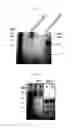 Fig. 04 - AURISTATIN-ANTIBODY CONJUGATES AND USES THEREOF