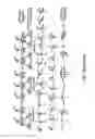 Fig. 19 - Fluorescent conjugated polymers with a bodipy-based backbone and uses thereof
