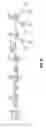 Fig. 32 - Fluorescent conjugated polymers with a bodipy-based backbone and uses thereof