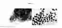 Fig. 12 - Dendronized metallic oxide nanoparticles, a process for preparing the same and their uses