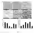 Fig. 05 - Amphiphilic degradable polymers for immobilization and sustained delivery of biomolecules