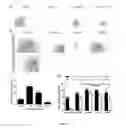 Fig. 07 - Amphiphilic degradable polymers for immobilization and sustained delivery of biomolecules