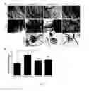 Fig. 08 - Amphiphilic degradable polymers for immobilization and sustained delivery of biomolecules