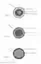 Fig. 02 - Osteogenic regenerative scaffold matrix composition